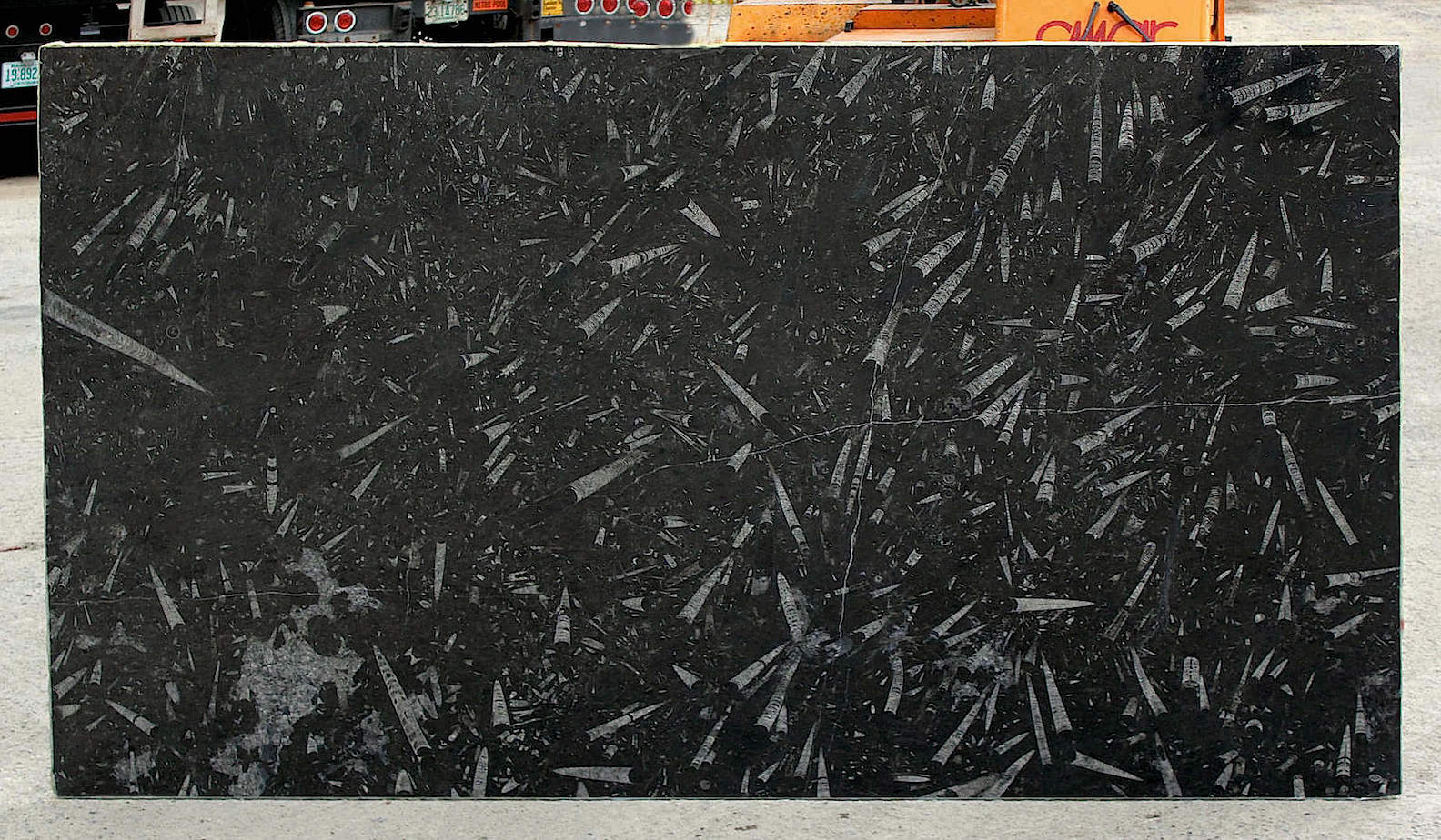 BLACK FOSSIL